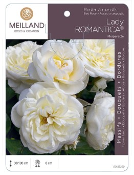 Rosier à massifs LADY ROMANTICA ® Meiperette