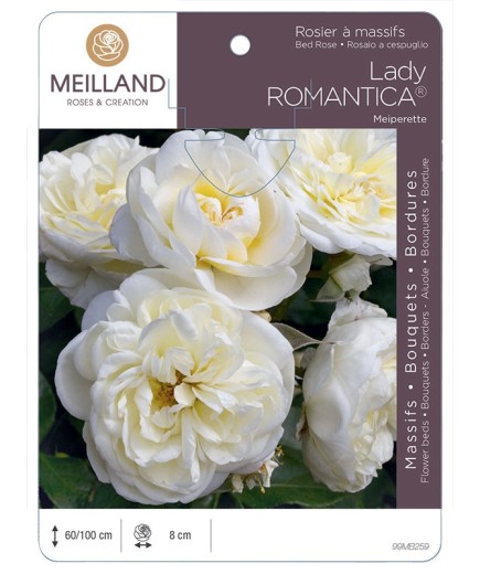 Rosier à massifs LADY ROMANTICA ® Meiperette