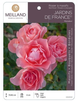 Rosier à massifs JARDINS DE FRANCE ® Meizebul