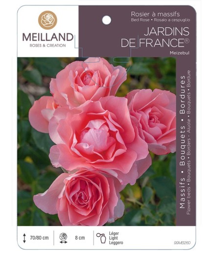 Rosier à massifs JARDINS DE FRANCE ® Meizebul