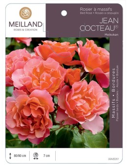 Rosier à massifs JEAN COCTEAU ® Meikokan