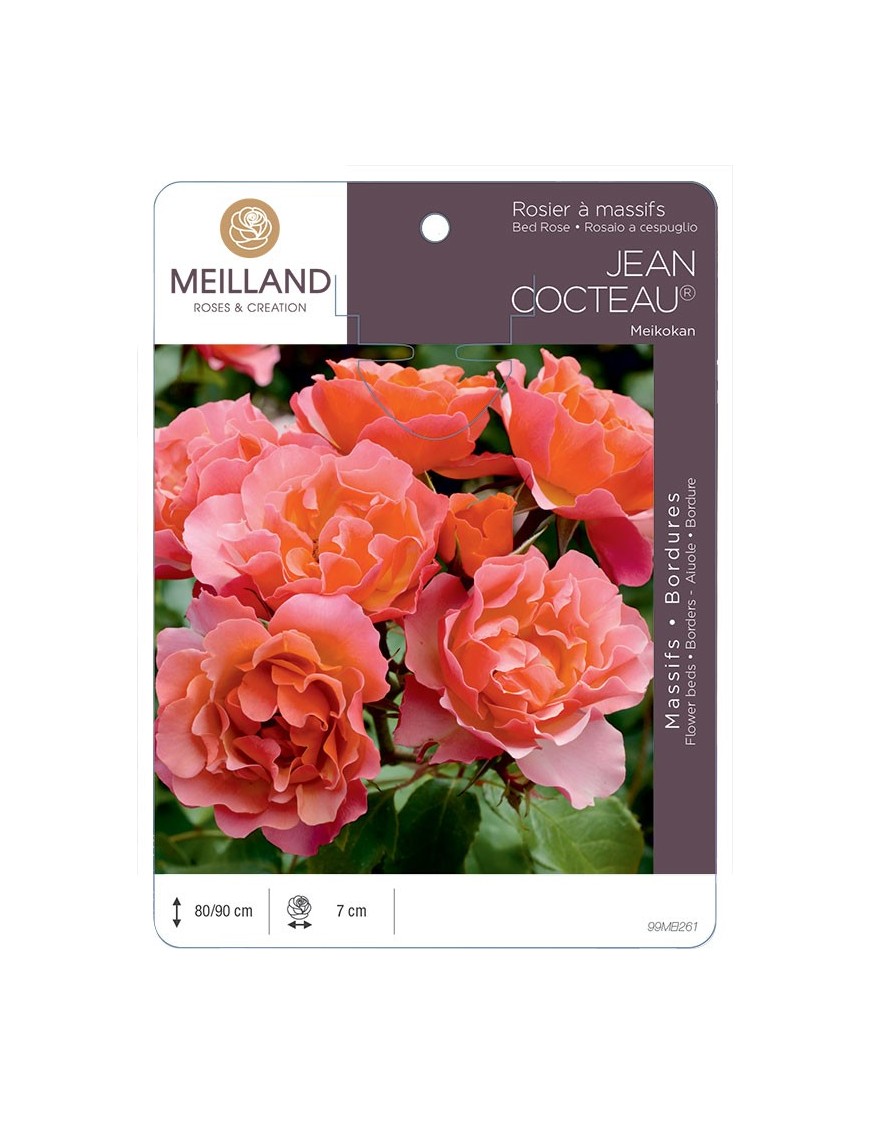 Rosier à massifs JEAN COCTEAU ® Meikokan