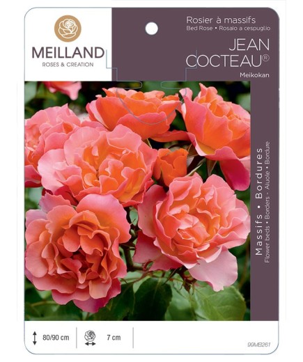 Rosier à massifs JEAN COCTEAU ® Meikokan