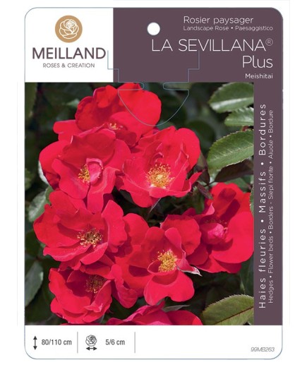 Rosier paysager LA SEVILLANA ® Plus Meishitai