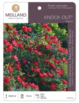 Rosier paysager KNOCK OUT ® Radrazz