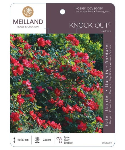 Rosier paysager KNOCK OUT ® Radrazz