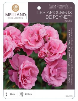 Rosier à massifs LES AMOUREUX DE PEYNET ® Meitobla