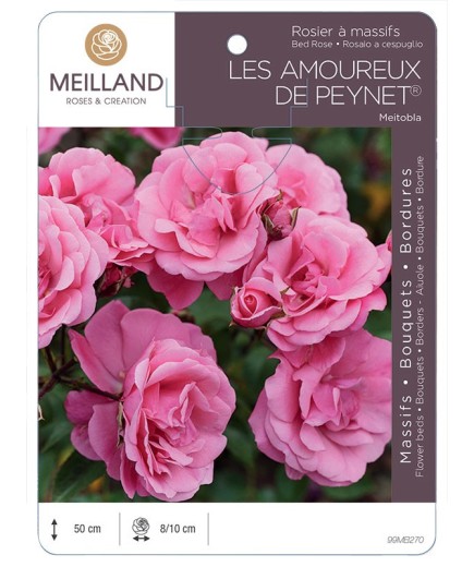 Rosier à massifs LES AMOUREUX DE PEYNET ® Meitobla