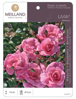 Rosier à massifs LIVIA ® Meikifunk