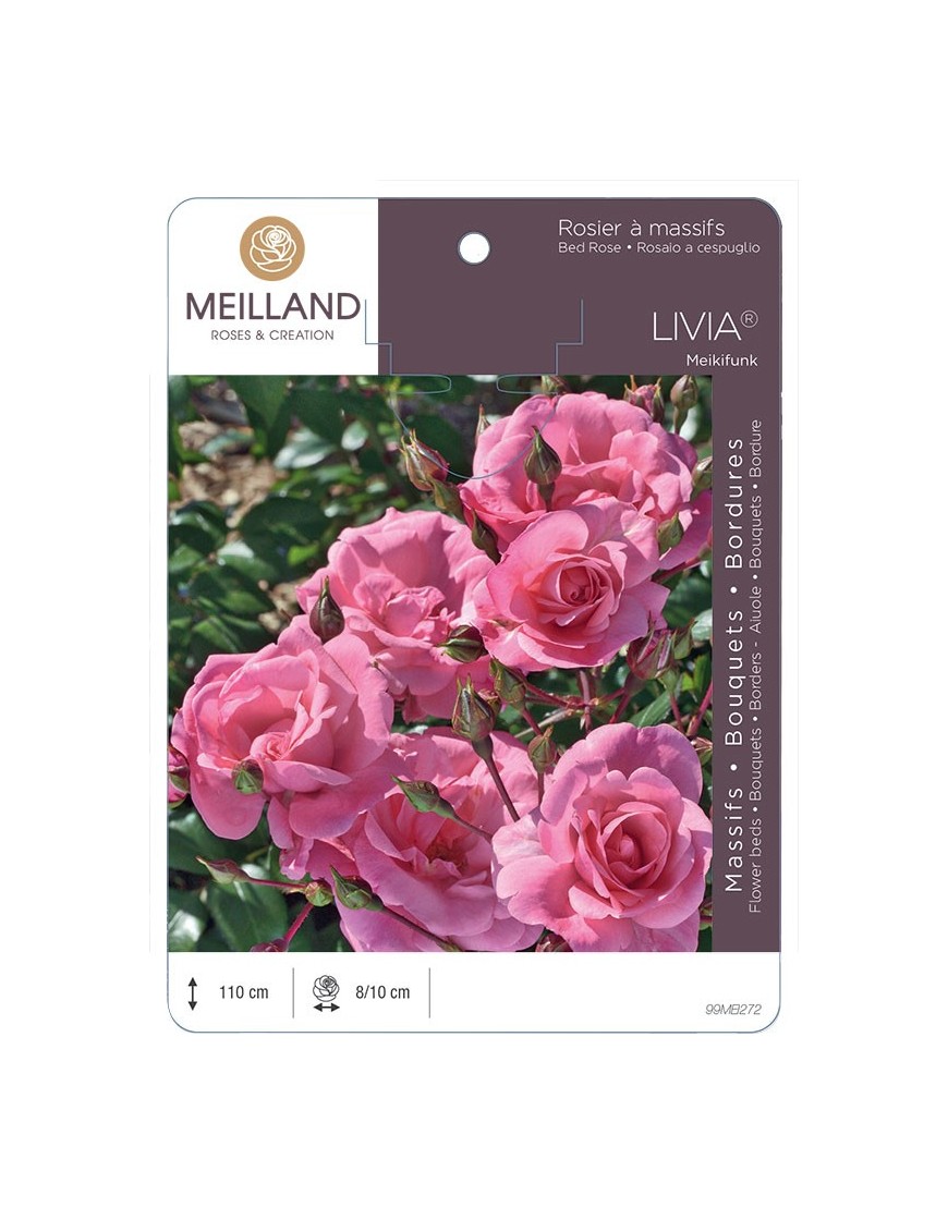 Rosier à massifs LIVIA ® Meikifunk