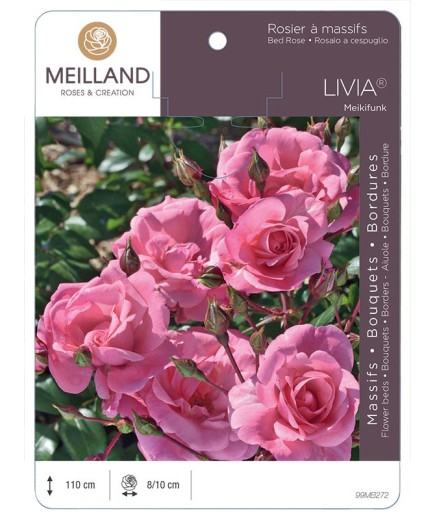 Rosier à massifs LIVIA ® Meikifunk