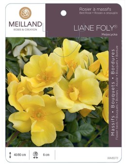 Rosier à massifs LIANE FOLY ® Meijecycka