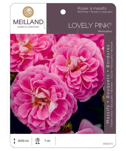 Rosier à massifs LOVELY PINK ® Meinoplius