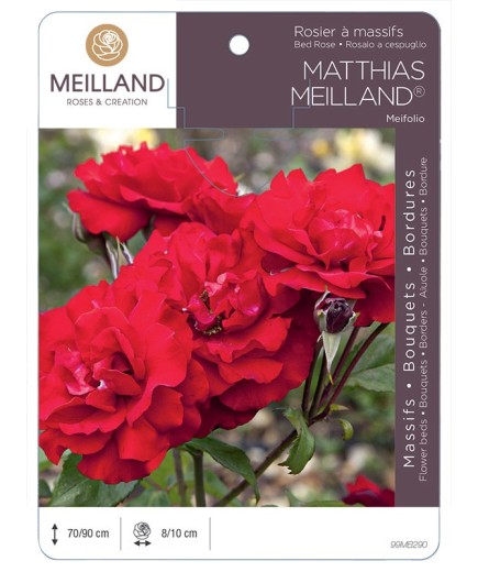 Rosier à massifs MATTHIAS MEILLAND ® Meifolio