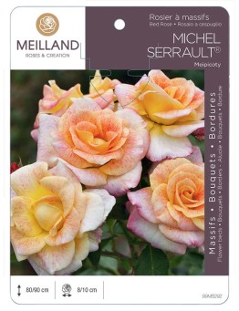 Rosier à massifs MICHEL SERRAULT ® Meipicoty
