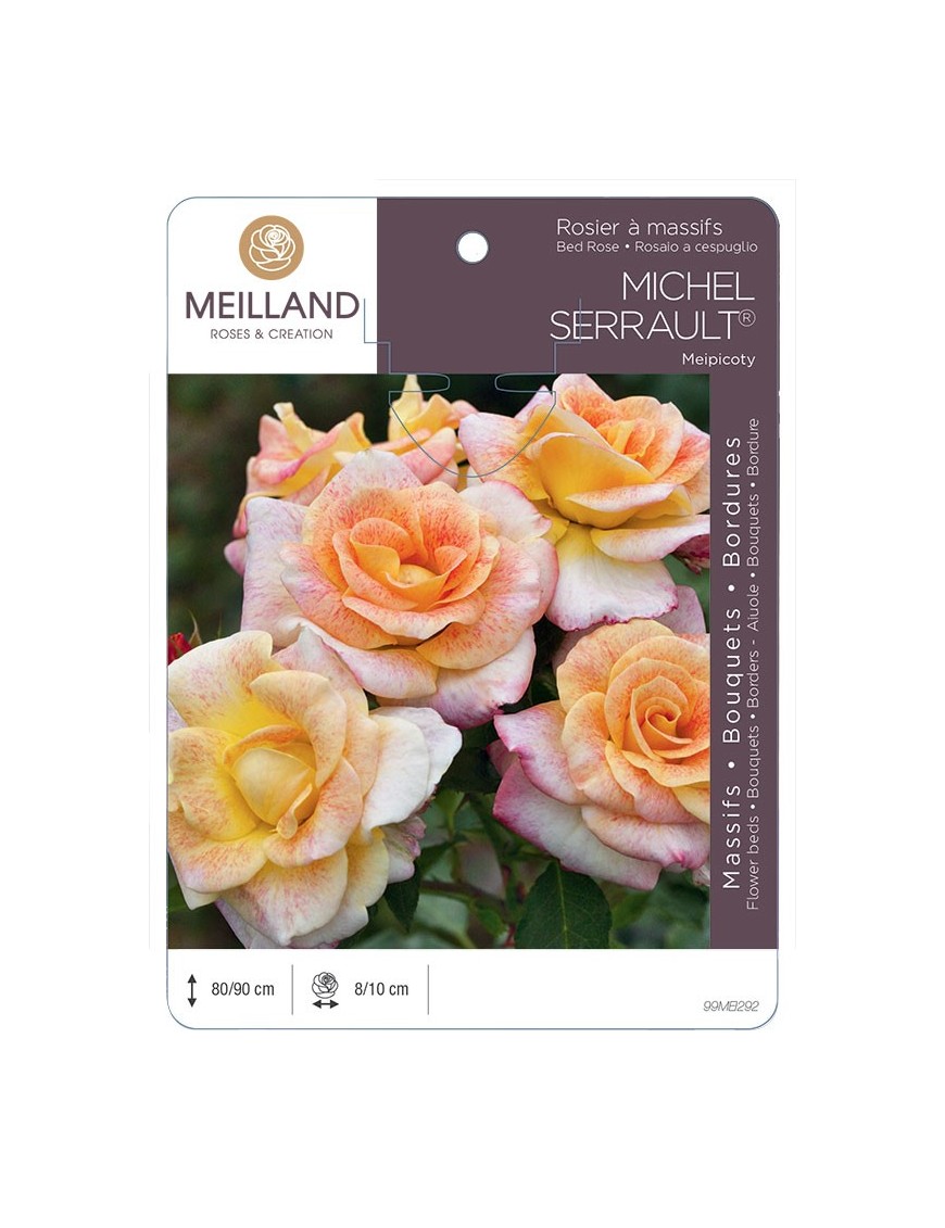 Rosier à massifs MICHEL SERRAULT ® Meipicoty