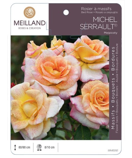 Rosier à massifs MICHEL SERRAULT ® Meipicoty