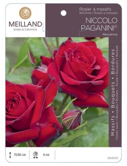 Rosier à massifs NICCOLO PAGANINI ® Meicairma