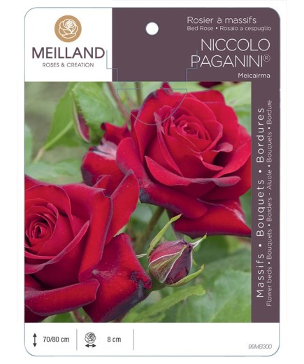 Rosier à massifs NICCOLO PAGANINI ® Meicairma