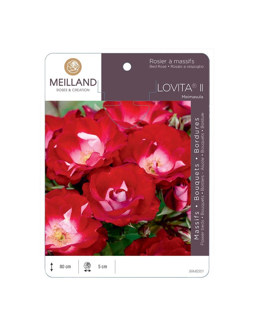 Rosier à massifs LOVITA ® II Meimasula