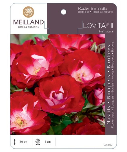 Rosier à massifs LOVITA ® II Meimasula