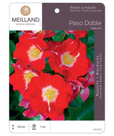 Rosier à massifs PASO DOBLE ® Meijuwel