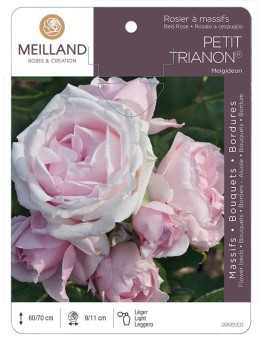 Rosier à massifs PETIT TRIANON ® Meigideon