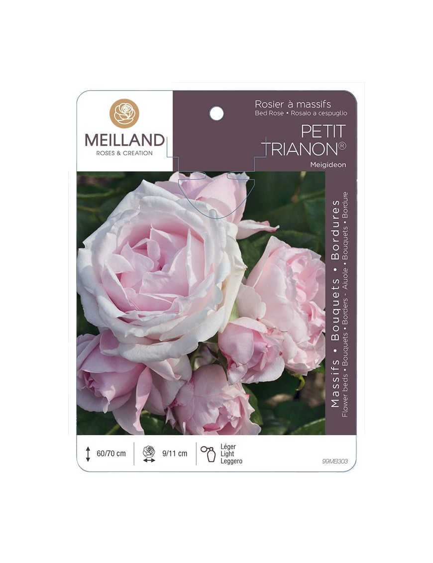 Rosier à massifs PETIT TRIANON ® Meigideon