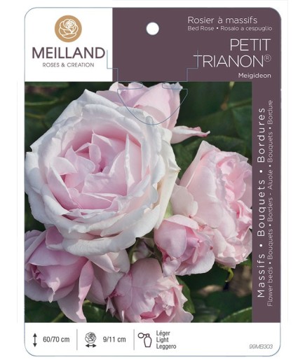 Rosier à massifs PETIT TRIANON ® Meigideon