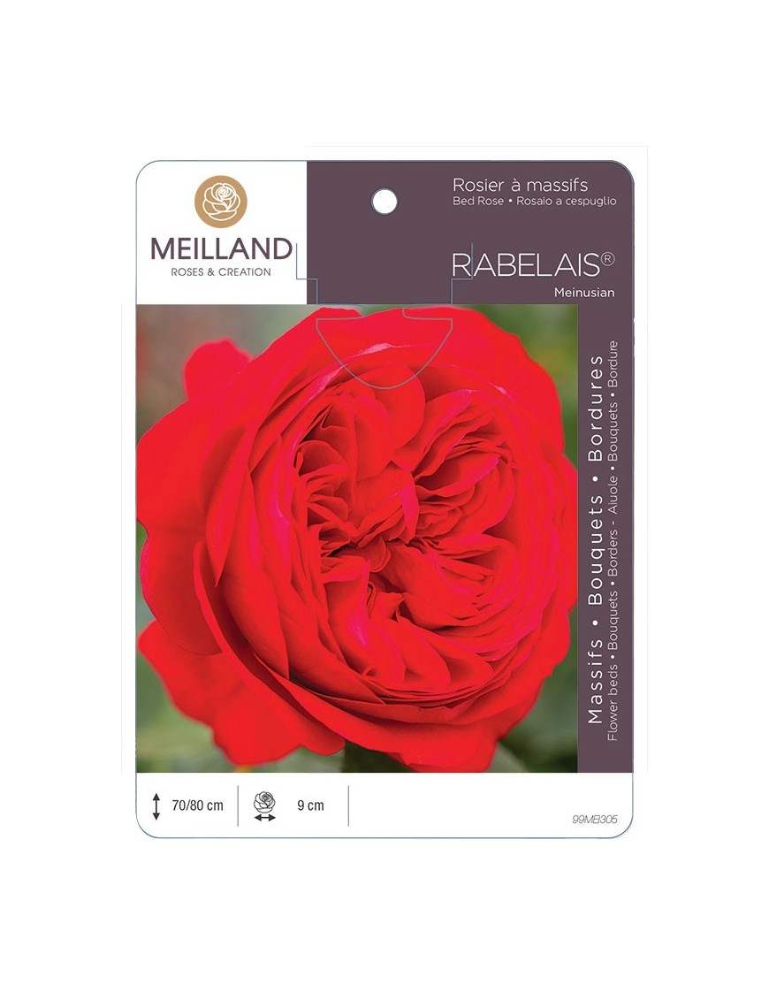 Rosier à massifs RABELAIS ® Meinusian