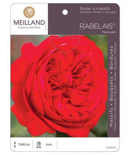 Rosier à massifs RABELAIS ® Meinusian