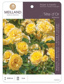 Rosier à massifs TÊTE D'OR ® Meihecluz