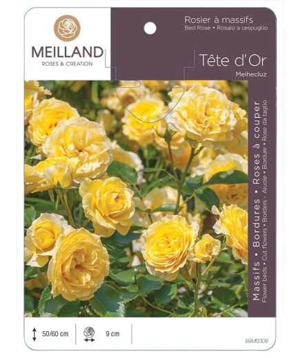 Rosier à massifs TÊTE D'OR ® Meihecluz