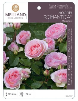 Rosier à massifs SOPHIA ROMANTICA ® Meisselpier