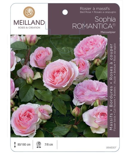 Rosier à massifs SOPHIA ROMANTICA ® Meisselpier