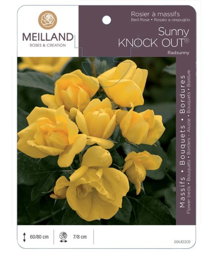 Rosier à massifs SUNNY KNOW OUT ® Radsunny
