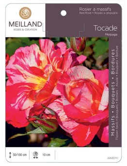 Rosier à massifs TOCADE ® Meipaga