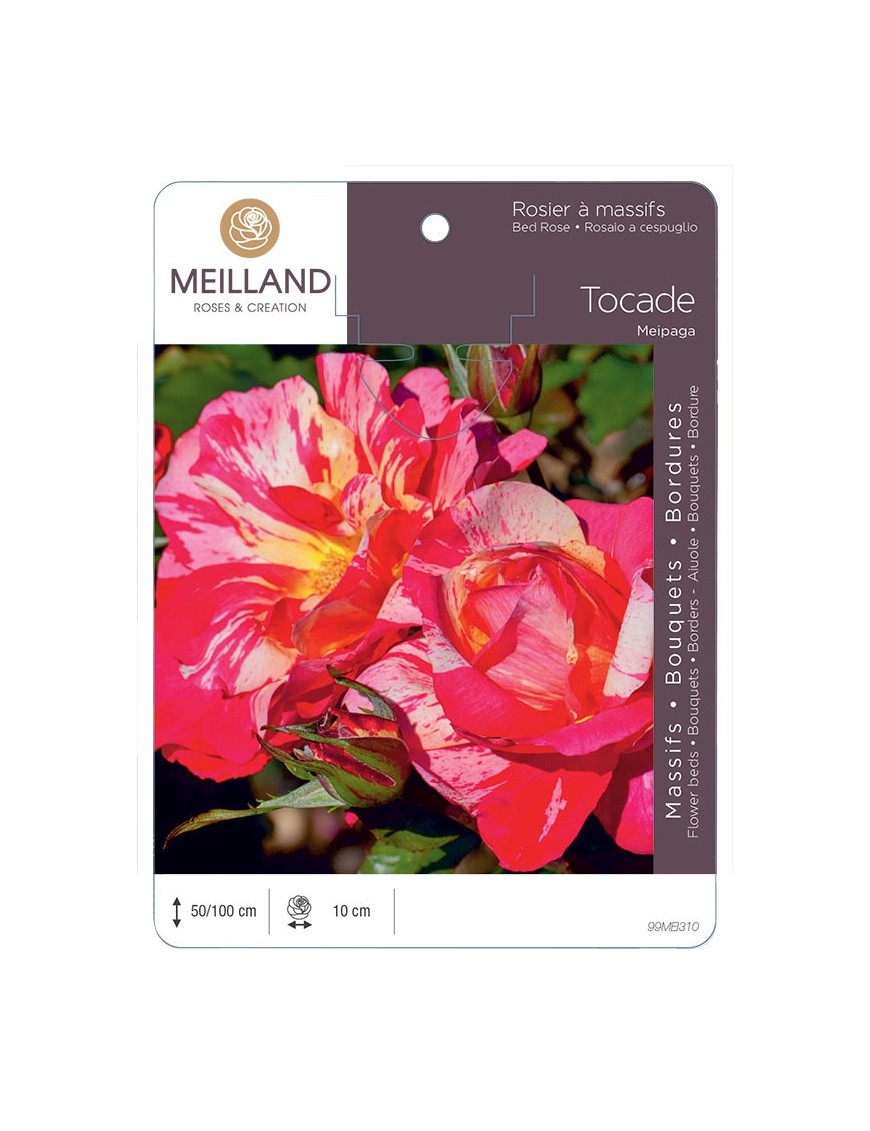 Rosier à massifs TOCADE ® Meipaga