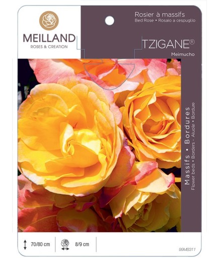 Rosier à massifs TZIGANE® Meimucho