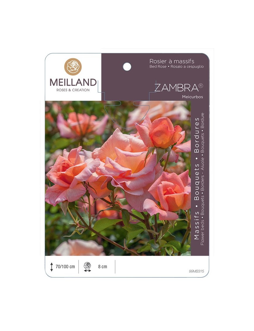 Rosier à massifs ZAMBRA 93 ® Meicurbos