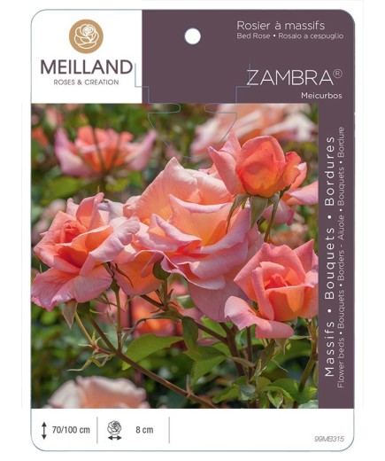 Rosier à massifs ZAMBRA 93 ® Meicurbos