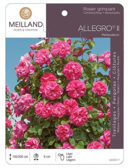 Rosier grimpant ALLEGRO ® Meileodevin