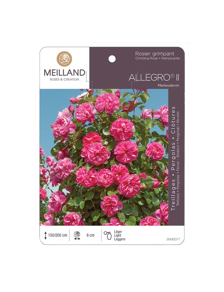 Rosier grimpant ALLEGRO ® Meileodevin