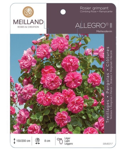 Rosier grimpant ALLEGRO ® Meileodevin