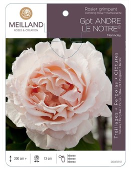 Rosier grimpant ANDRÉ LE NOTRE ® Meilinday
