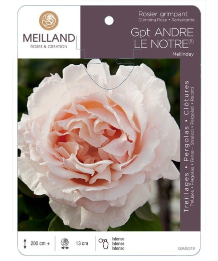 Rosier grimpant ANDRÉ LE NOTRE ® Meilinday