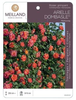 Rosier grimpant ARIELLE DOMBASLE ® Meihourag