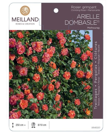 Rosier grimpant ARIELLE DOMBASLE ® Meihourag