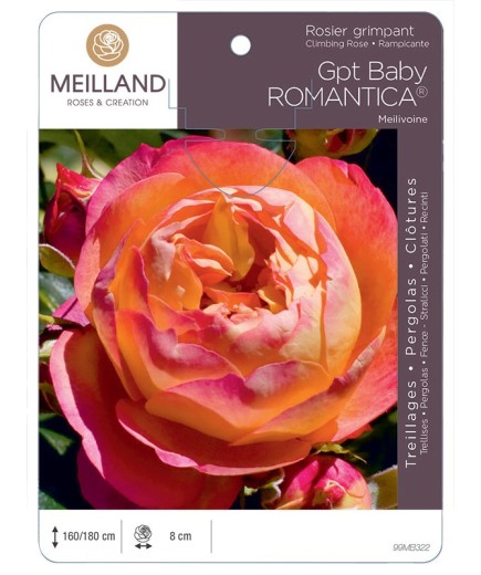 Rosier grimpant BABY ROMANTICA ® Meilivoine