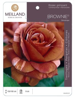 Rosier grimpant BROWNIE ® Simstripe